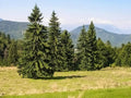 Norway Spruce Tree Seeds - 50 Pack Picea Abies Evergreen Conifer Seeds for Planting