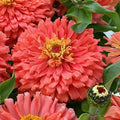 Senora Zinnia Seeds Pack - Colorful Zinnia elegans Garden Flowers - 100+ Seeds for Bright Borders & Containers