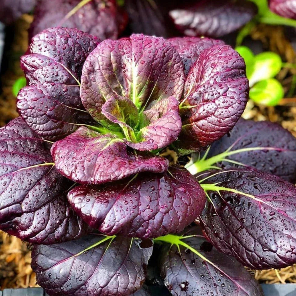 Purple Lady Bok Choy Seeds - Brassica rapa var. chinensis Vegetable Seeds for Home Garden, Non-GMO, Pack of 2025 Planting Pak Choi