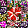 Mixed Petunia Flower Seeds - 100 Non-GMO Seeds for Vibrant Garden Colors - Petunia x hybrida