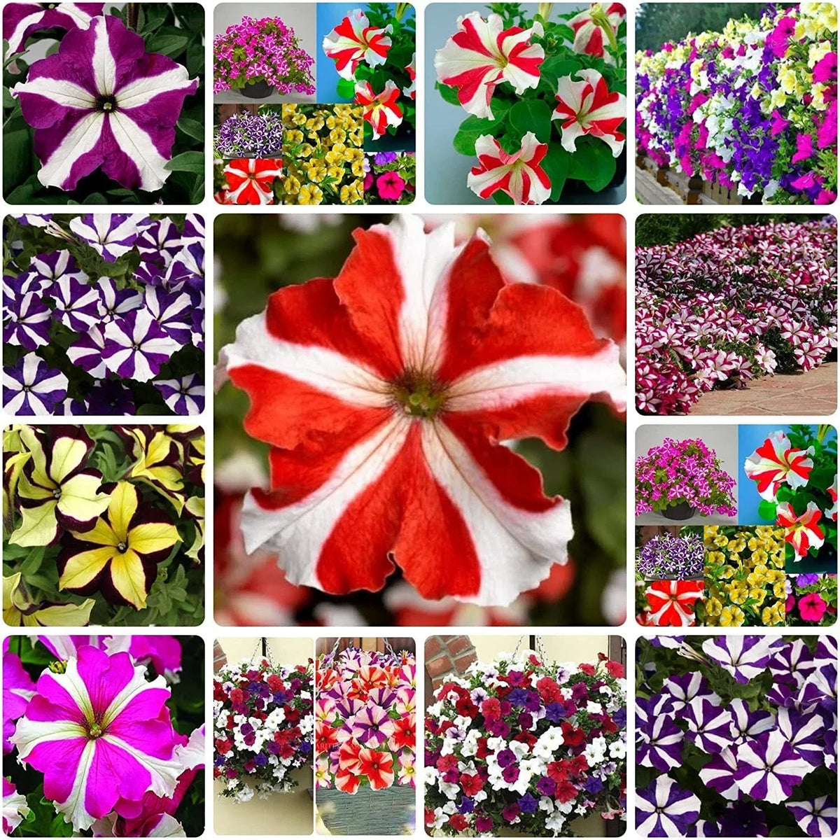 Mixed Petunia Flower Seeds - 100 Non-GMO Seeds for Vibrant Garden Colors - Petunia x hybrida