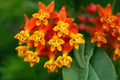 Tropical Milkweed Seeds - 250 Count - Monarch Butterfly Food & Host Plant - Asclepias curassavica