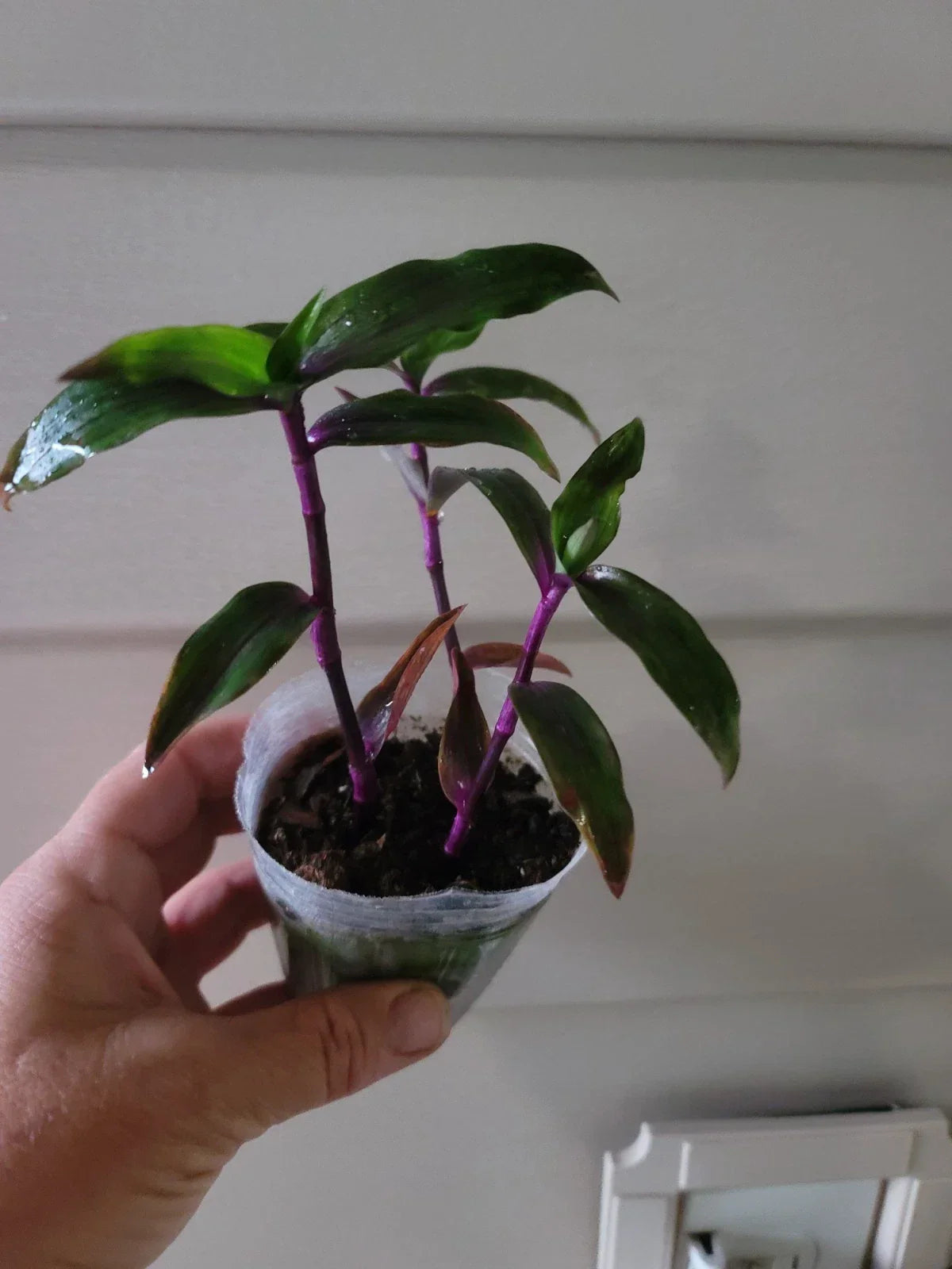 Tradescantia Wandering Purple Scimitars - Multiple Plants in 4-Inch Pots - Purple Foliage Indoor Outdoor Houseplant