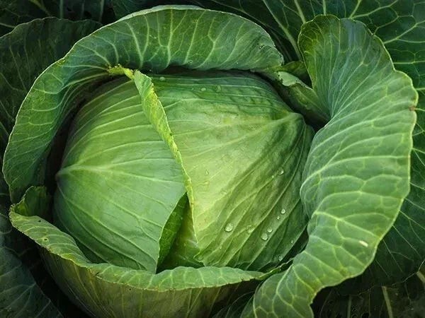 Cabbage Seeds 200+ Count Brunswick Heirloom Non-GMO Brassica oleracea for Gardening