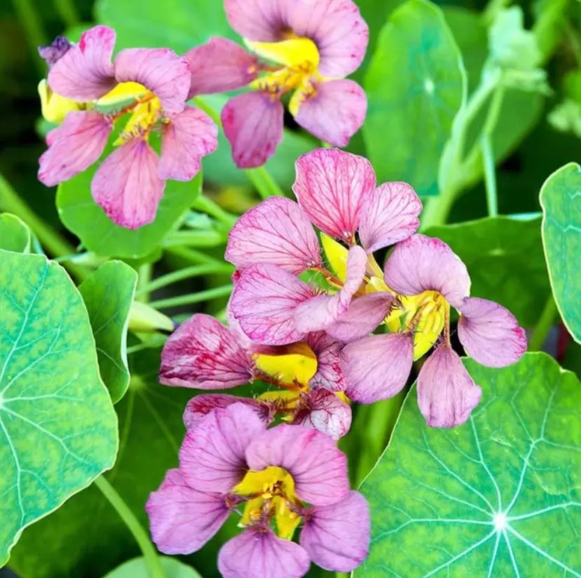 Nasturtium Seeds - Purple Emperor Edible Flowers - Heirloom, Non-GMO, 15 Seeds - Tropaeolum majus