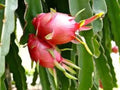 Organic Dragon Fruit Seeds - 30 Pack, Edible Pitaya Cactus, Hylocereus undatus, Tropical Fruit Plant for Garden or Pots