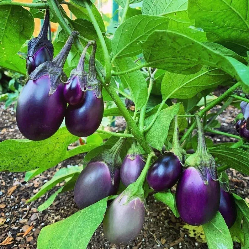 Organic Baby Eggplant Seeds - Patio Variety, Solanum melongena, Non-GMO, Compact Bush, 40 Count, Container Gardening, USA Grown