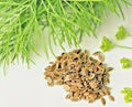 Dill Seeds 800+ Count Non-GMO Heirloom Herb Spice for Spring Planting Anethum graveolens