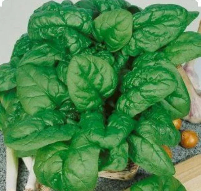 Bloomsdale Spinach Seeds – Organic Non-GMO Open-Pollinated Cool Weather Leafy Greens Seed Pack