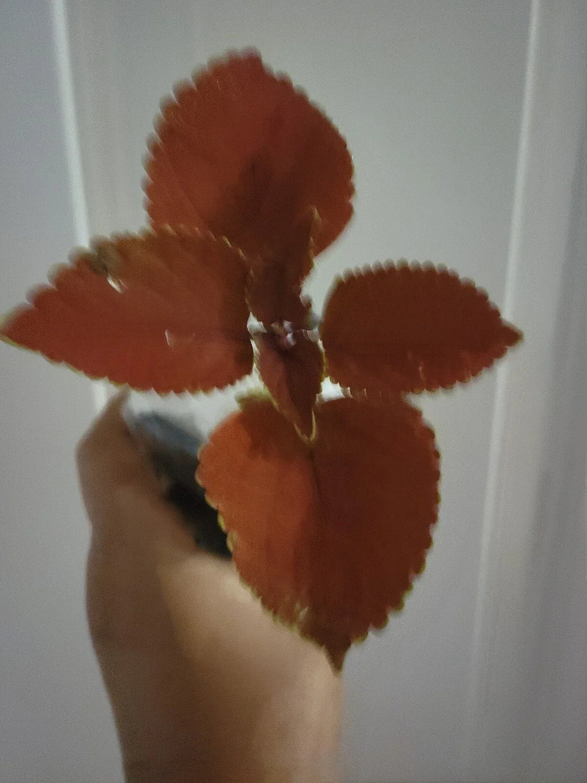 Live Plant - Coleus Main Street Wall Street - Fire Sun - Coleus blumei - Indoor/Outdoor Foliage Plant