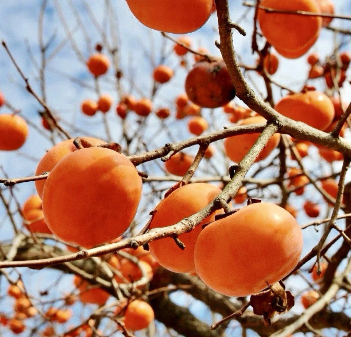 Persimmon Tree Cuttings for Rooting and Grafting - Diospyros Kaki - Hardy Fruit Tree Propagation