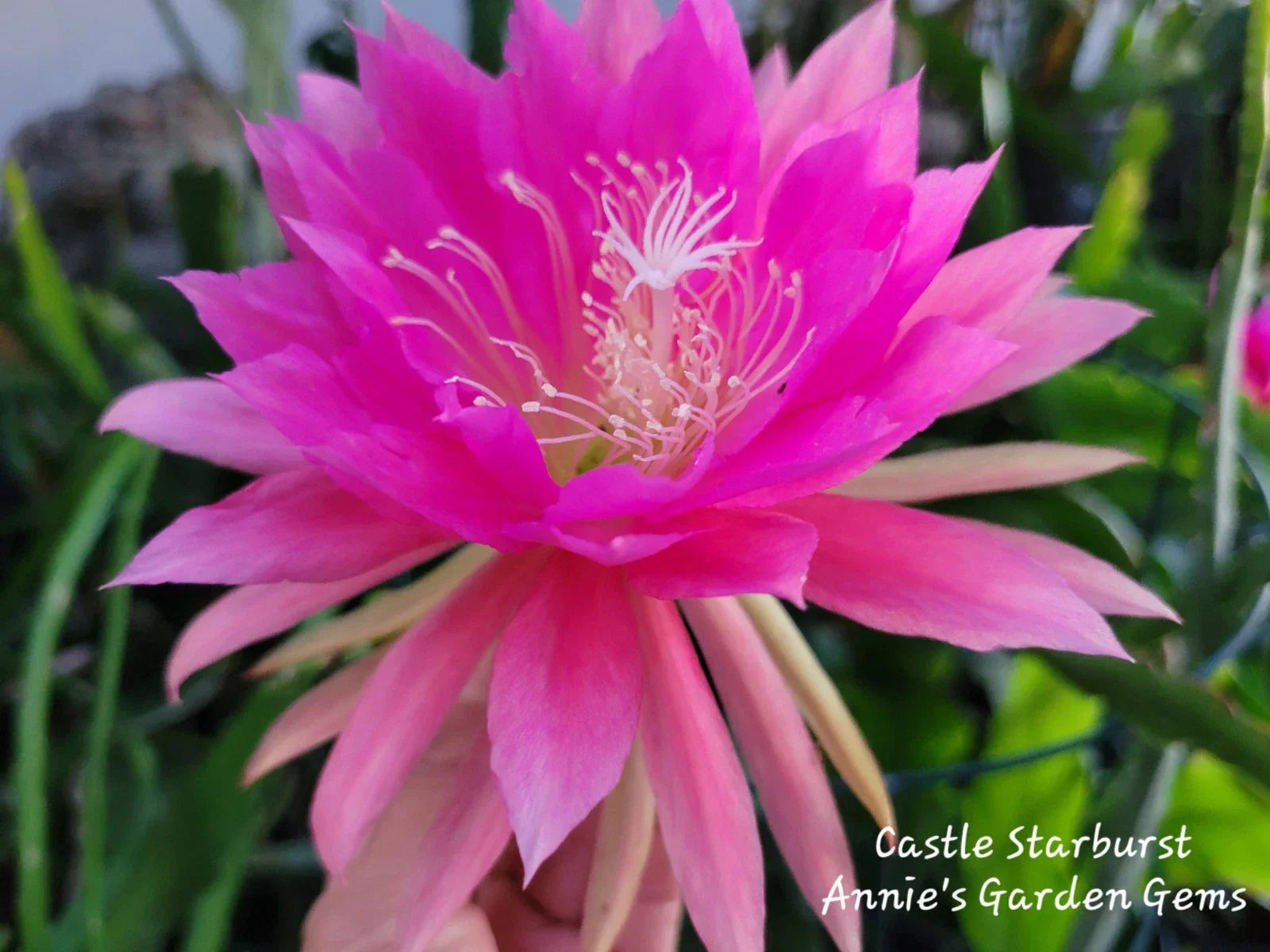 Epiphyllum Cuttings - 8 to 10 Inches - Castle Starburst Succulent Plant Propagation Unrooted Cuttings