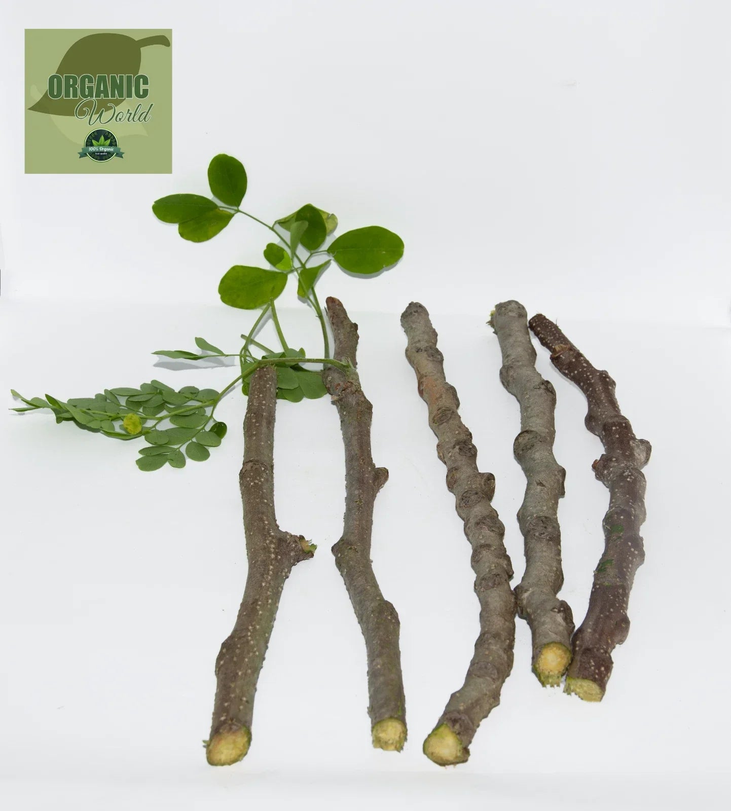 Organic Moringa Cuttings 5 Pack - Florida Grown Moringa Oleifera