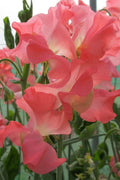 Sweet Pea Seeds – 50+ Lathyrus odoratus Garden Flower Seeds for Climbing Vines, Fragrant Pink, Lavender & White Blooms
