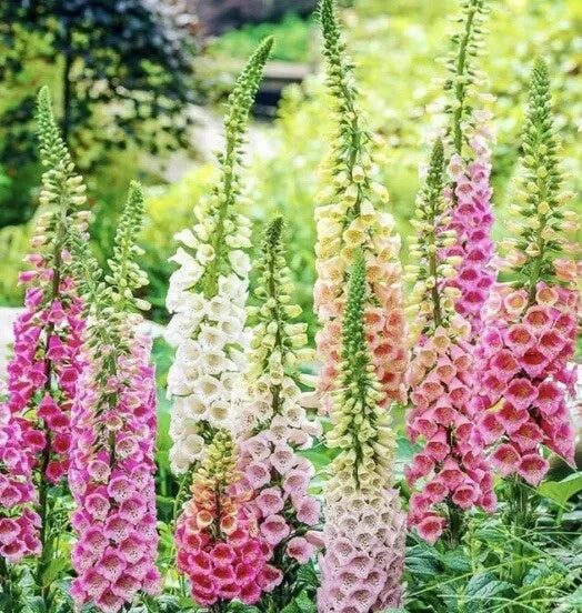 Digitalis Foxglove Mixed Seeds - Perennial Flower Seeds for Garden, 2000+ Count, Attracts Pollinators, Digitalis purpurea