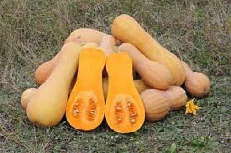 Premium Waltham Butternut Winter Squash Seeds - Heirloom Cucurbita moschata, Organic, Pack of 20