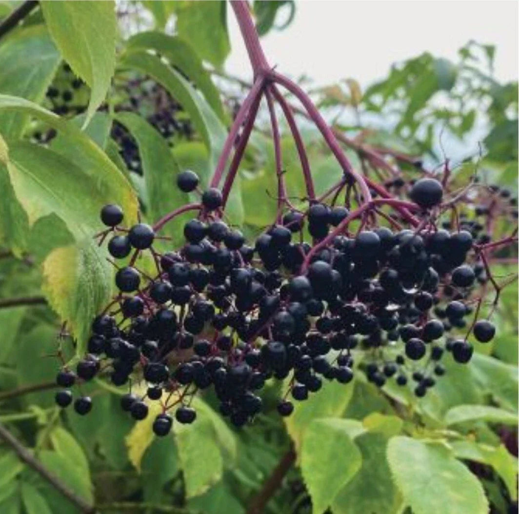 Elderberry Seeds - 200+ Organic Heirloom Sambucus nigra for Home Garden, Pollinator Attractant, Non-GMO, USA 06/2024 Harvest