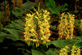Hawaiian Kahili Yellow Ginger Root - Hedychium gardnerianum - Fragrant Tropical Plant for Garden or Container