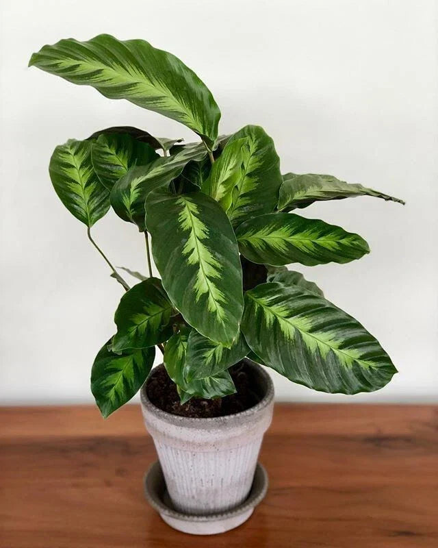 Misto Calathea Seeds - 25+ Pack for Indoor and Outdoor Gardening - Calathea spp.