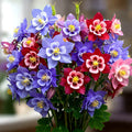 Columbine Seeds - 600 McKana Giants Perennial Autumn Mix - Aquilegia caerulea - Attracts Bees Pollinators