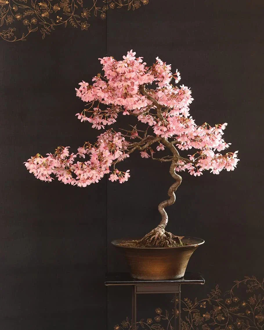 Japanese Cherry Blossom Bonsai Seeds - Prunus serrulata, 30 Pack, Sakura Flowering Tree Seeds for Bonsai Cultivation