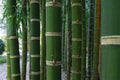 Guadua Bamboo Seeds - Clumping Privacy Screen, Shade Plant, Guadua angustifolia, Fast-Growing Perennial Grass, Garden Screening Seeds