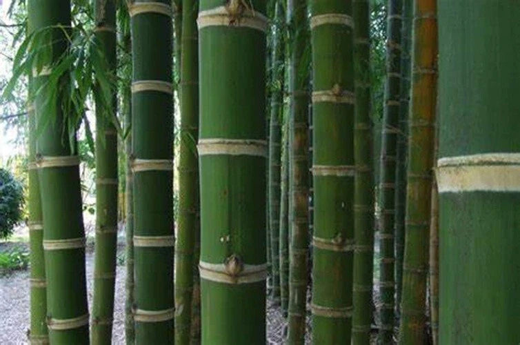 Guadua Bamboo Seeds - Clumping Privacy Screen, Shade Plant, Guadua angustifolia, Fast-Growing Perennial Grass, Garden Screening Seeds