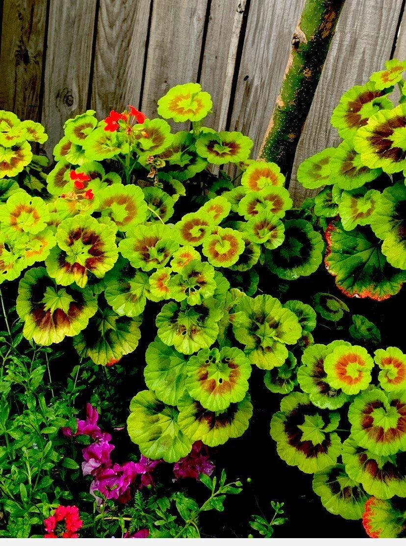 Variegated Geranium Cuttings - 3 Healthy 6-Inch Pelargonium zonale Clippings for Indoor & Outdoor Gardens