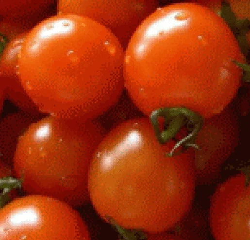Fresh Heirloom Small Red Cherry Tomato Seeds - Solanum lycopersicum, 25 Pack, Non-GMO, for Container & Garden Growing