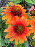Sunburst Coneflower Seeds - 200+ Echinacea paradoxa Daisy Seeds for Garden Planting, Attracts Pollinators, Full Sun, USA
