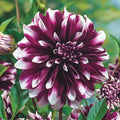 Dahlia Flower Seeds - 25 Perennial Concentrate Seeds for Colorful Blooms - Dahlia pinnata Garden Seeds