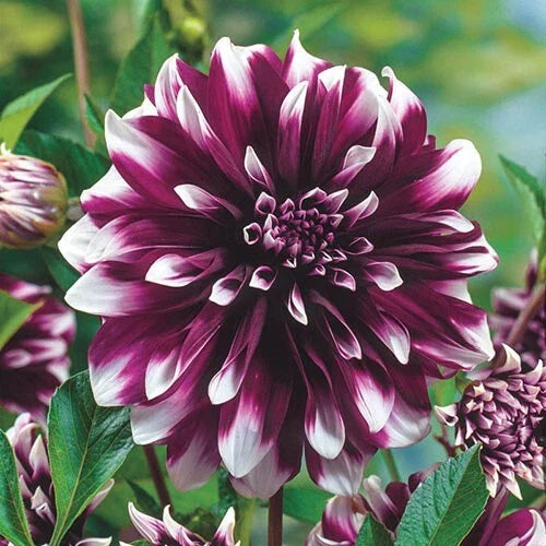 Dahlia Flower Seeds - 25 Perennial Concentrate Seeds for Colorful Blooms - Dahlia pinnata Garden Seeds