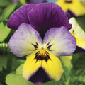 Viola Seeds Pack of 50 | Endurio Blue Yellow Purple Wing | Viola x wittrockiana Flower Seeds for Garden, Borders & Containers