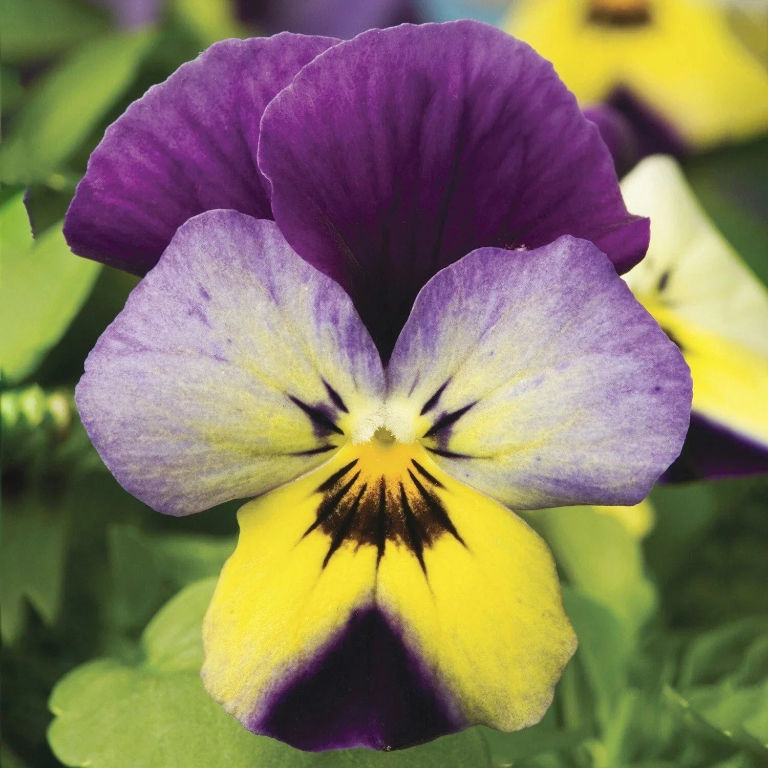 Viola Seeds Pack of 50 | Endurio Blue Yellow Purple Wing | Viola x wittrockiana Flower Seeds for Garden, Borders & Containers