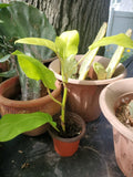 Live 10" Philodendron Thai Golden Goddess Rare Tropical Houseplant for Indoor Decor