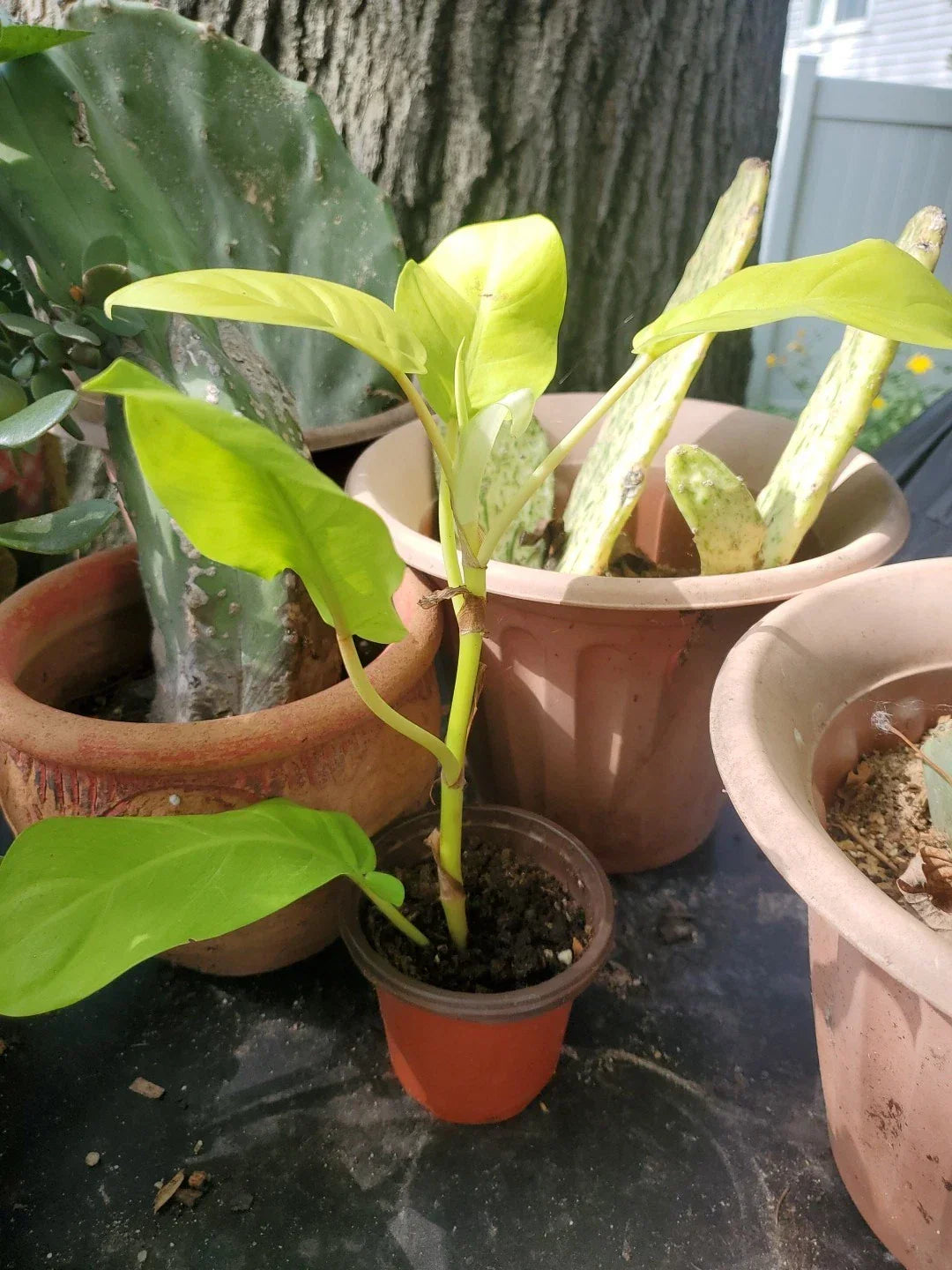 Live 10" Philodendron Thai Golden Goddess Rare Tropical Houseplant for Indoor Decor