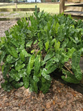 Philodendron Cutting with Roots – Burle Marx Variety – Indoor & Outdoor Planting – Houseplant Gift – Philodendron 'Burle Marx'