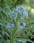 20 Seeds - Shining Blue Star Amsonia illustris Perennial Wildflower for Gardens, Pollinator Attractant, Native Plant
