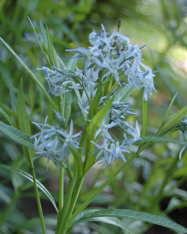 20 Seeds - Shining Blue Star Amsonia illustris Perennial Wildflower for Gardens, Pollinator Attractant, Native Plant