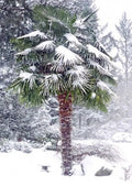 Windmill Fan Palm Seeds - Trachycarpus fortunei, Cold Hardy Palm Tree Seeds for Gardening, 10 Pack