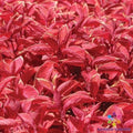 Wizard Sunset Coleus Seeds – Colorful Foliage for Garden & Containers – Solenostemon scutellarioides, 25+ Seeds