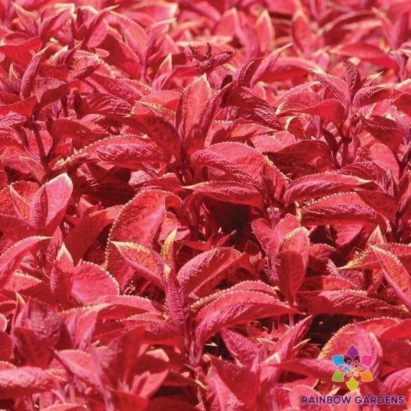 Wizard Sunset Coleus Seeds – Colorful Foliage for Garden & Containers – Solenostemon scutellarioides, 25+ Seeds