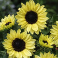Sunflower Seeds - 100 Non-GMO MOONSHINE Pale Yellow Cut Flower for Pollinators Helianthus annuus