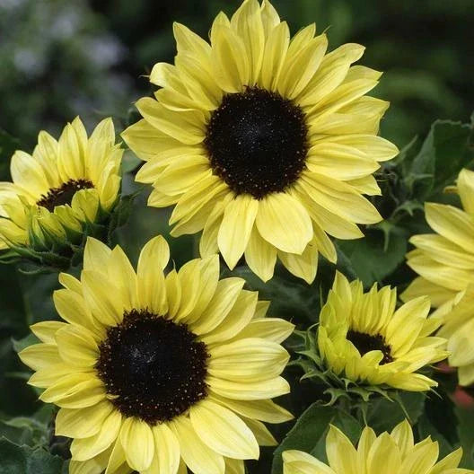 Sunflower Seeds - 100 Non-GMO MOONSHINE Pale Yellow Cut Flower for Pollinators Helianthus annuus