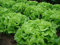 Oakleaf Leaf Lettuce Seeds - Organic Non-GMO Heirloom Lactuca sativa, 500+ Seeds for Salad Gardens, Containers & Raised Beds