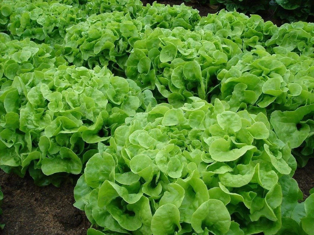 Oakleaf Leaf Lettuce Seeds - Organic Non-GMO Heirloom Lactuca sativa, 500+ Seeds for Salad Gardens, Containers & Raised Beds