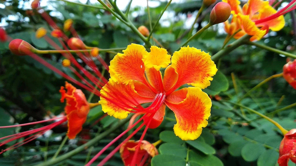 Peacock Flower Seeds - Red Caesalpinia pulcherrima - Tropical Ornamental Plant for Garden, Container, Landscape