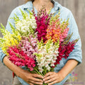 Snapdragon Seeds - 1000+ Johnny's Potomac Custom Mix - Antirrhinum majus - Vibrant Garden Flower Seeds