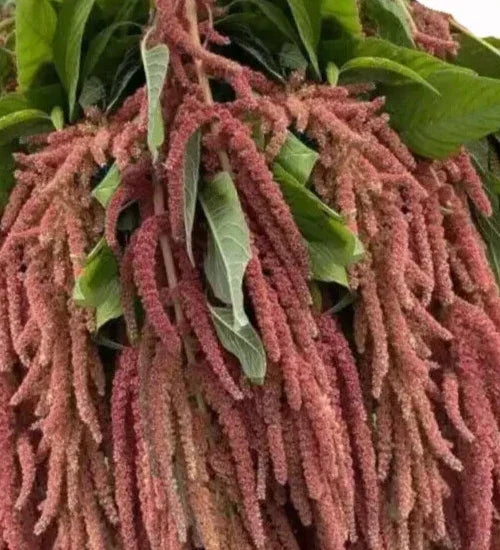 Amaranthus Seeds Coral Fountains Variety 35 Seeds - Amaranthus caudatus, Vibrant Red Foliage & Plumes