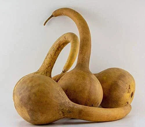 Large Dipper Gourd Seeds – Lagenaria siceraria – Organic, Non-GMO Vegetable Seeds for Home Garden, Crafting & Decoration